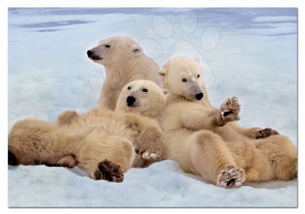Educa Puzzle Rodinka ledních medvědů 500 dílů 14434 barevné