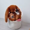Plyšový zajíček The Bunny Cappuccino Histoire d’ Ours hnědý 32 cm od 0 měsíců - Image 2