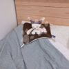 Plyšový medvídek k mazlení Bear Taupe Flat Comforter Doudou et Compagnie s QR kódem na pohádky hnědý 25 cm od 0 měsíců - Image 3