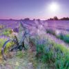 Puzzle Bike in a Lavender Field Educa 1000 dílků a Fix lepidlo - Image 3
