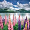 Puzzle Lupins On The Shores of Lake Sils Switzerland Educa 1500 dílků a Fix lepidlo - Image 3