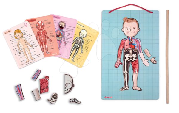 Janod magnetická anatomie pro děti Bodymagnet 05491